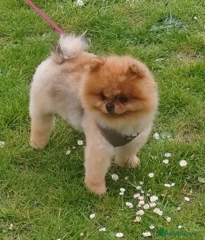 Pomeranian mini - 13