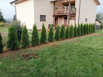Tuja Smaragd, vavrínovec, červienka - POPRAD A OKOLIE - 13