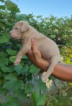 American bully xl - 13