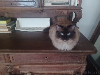 Ragdoll mačička - 13