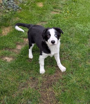 Border kolia- blue merle - 13
