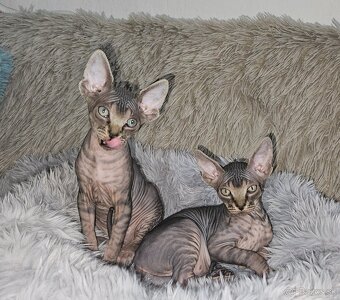 Donský sphynx  mačiatka - 13