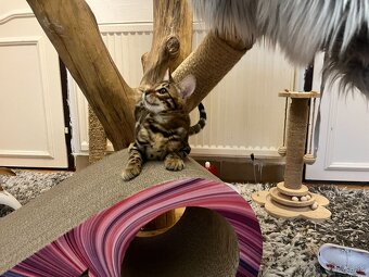 Bengalska mačka - 13