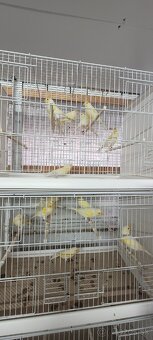 Kanáre  kanáriky - 13