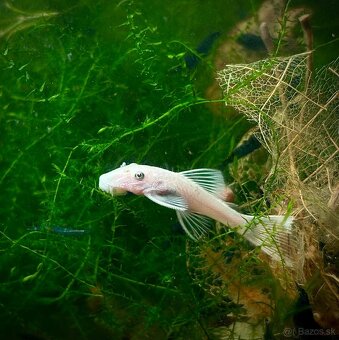 Krevetky (Caridina + Neocaridina)+rastlinky - 13