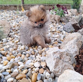 Oranžový špic -Pomeranian - 13