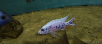 Africké Malawi cichlidy - 13