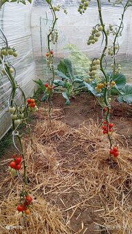 Chilli - 13