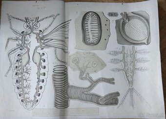 staré školské tabule/plagáty raslín-stromov-zvierat - 13