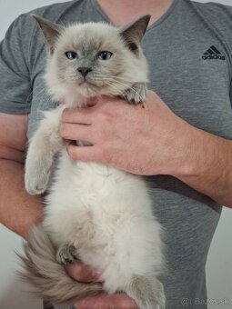 Ragdoll mačiatka - 13