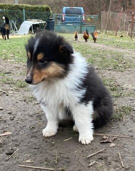 Kolia dlhosrstá - 13