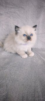 Predám Ragdoll - 13