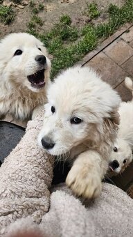 Slovenský čuvač - šteniatka - 13