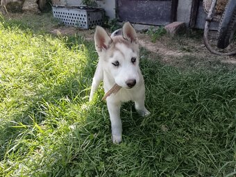 Sibírsky husky - 13