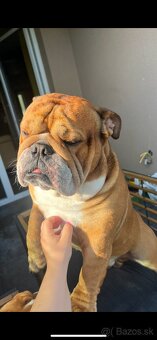 Anglicky Bulldog s PP na KRYTIE, buldog, Buldok , - 13