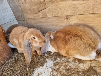 NOS .FRANCUZKY BARAN - 13