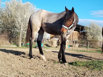 QUARTER HORSE - 13