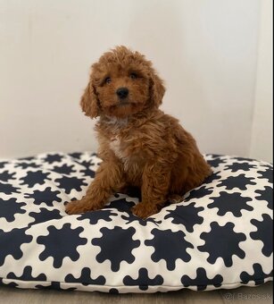 Pudel pudlik poodle - 13