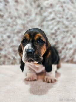 Basset hound , basset , baset - 13
