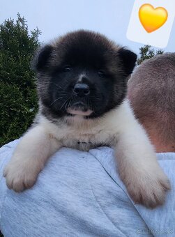 Americká akita s PP - 13