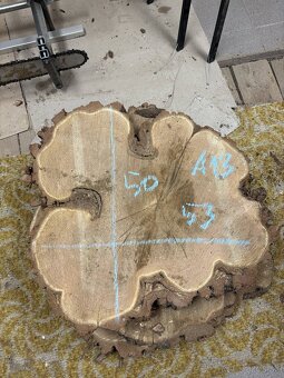 Vysušené agátové koláče / priečne rezy, agát - 13