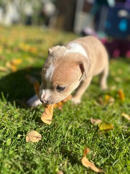 Šteniatka staforda - 13