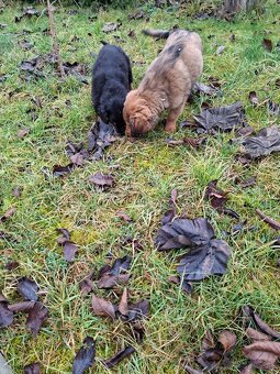 Darujeme šteniatka - 13