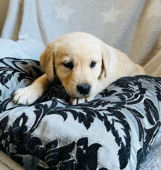 štěňata labrador a – připravena k odběru - 13