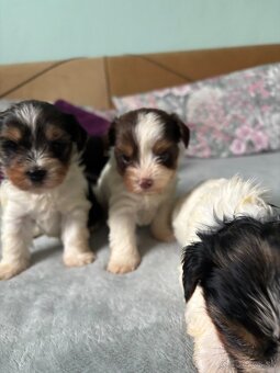 Biewer yorkshire terier - 13