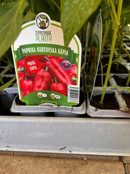 Planty - 13