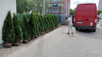 Tuja Smaragd, vavrínovec, červienka - Prešov - 13