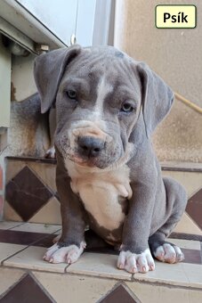 American bully XL, Americký stafordsirsky terier, - 13
