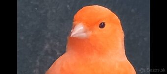 Predám kanáriky a hýle mexické - 13