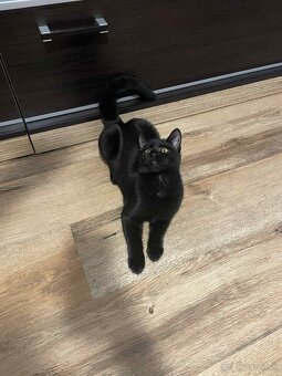 Darujem kocúrika - 13