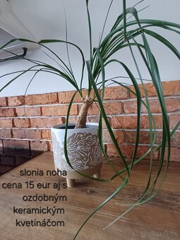 Izbové rastliny NOVÉ PRIDANÉ - 13