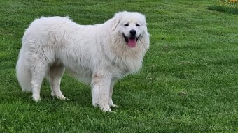 Slovenský čuvač - 13