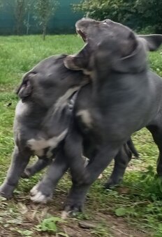 Cane Corso - 13