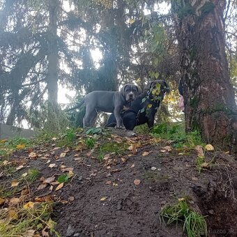 Cane Corso - 13