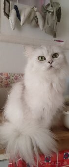 Predám nádherné mačiatka perzska cincila - 13
