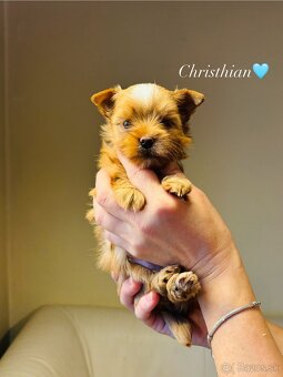 Golddust s PP, Yorkshire s PP, York - 13