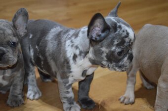 francuzsky buldocek - 13