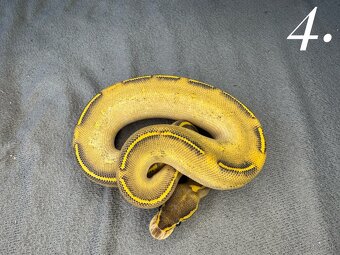 Predam krasne mladata P.Regius-vlastný odchov - 13