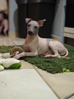 Americký bezsrstý teriér - 13