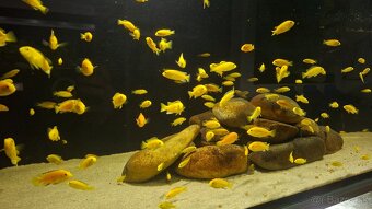 Africké cichlidy - 13