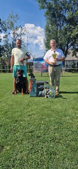 Predam steniatko Rottweilera, rotvajlera, rottvajlera,rotti, - 13