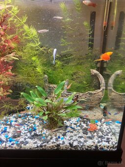 Akvarium, rybičky, rastlinky - 13