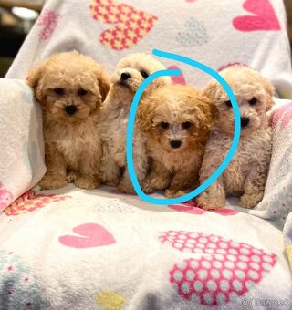 Apricot Maltipoo - 13