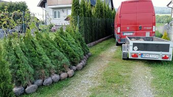 Tuja Smaragd, vavrínovec, červienka - Námestovo - 13