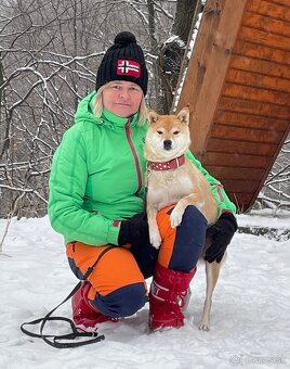 Shiba inu s PP /FCI / - 13