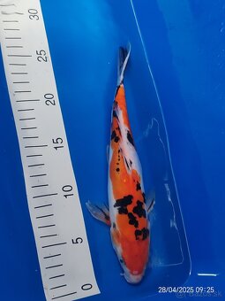 Koi kapor - 13